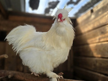 SIRFLUFFINGTON, Vogel, Seidenhuhn in Hamburg - Bild 3