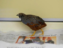 MAG, Vogel, Zwergwachtel in Hamburg - Bild 2
