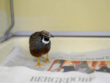 MAG, Vogel, Zwergwachtel in Hamburg - Bild 3