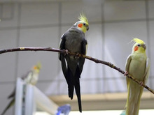 DEDUSHKA, Vogel, Nymphensittich in Hamburg - Bild 2