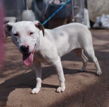 ISHA, Hund, Mischlingshund in Ungarn - Bild 1