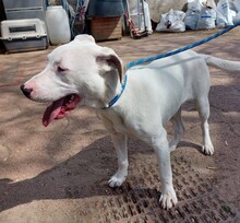 ISHA, Hund, Mischlingshund in Ungarn - Bild 10