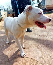 ISHA, Hund, Mischlingshund in Ungarn - Bild 3