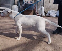 ISHA, Hund, Mischlingshund in Ungarn - Bild 5