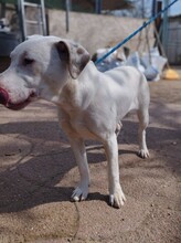 ISHA, Hund, Mischlingshund in Ungarn - Bild 6