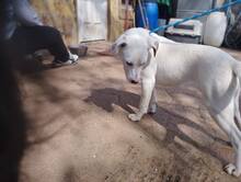 ISHA, Hund, Mischlingshund in Ungarn - Bild 8