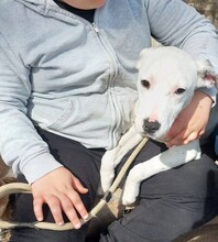 ISHA, Hund, Mischlingshund in Ungarn - Bild 9