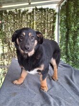 BELLA, Hund, Mischlingshund in Rumänien - Bild 2