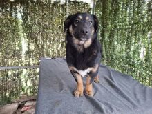 BELLA, Hund, Mischlingshund in Rumänien - Bild 3