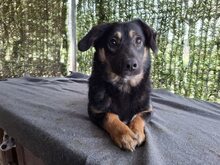 BELLA, Hund, Mischlingshund in Rumänien - Bild 4