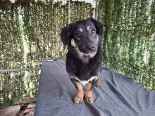 BELLA, Hund, Mischlingshund in Rumänien - Bild 5