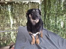 BELLA, Hund, Mischlingshund in Rumänien - Bild 6