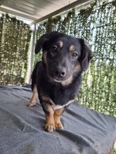 BELLA, Hund, Mischlingshund in Rumänien - Bild 7