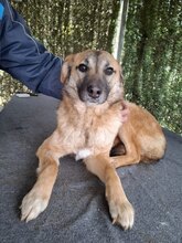 BENI, Hund, Mischlingshund in Forchheim