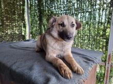 LORY, Hund, Mischlingshund in Rumänien - Bild 2