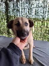 LORY, Hund, Mischlingshund in Rumänien - Bild 3