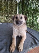 LORY, Hund, Mischlingshund in Rumänien - Bild 4