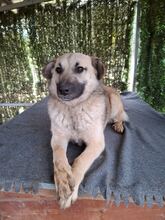 LORY, Hund, Mischlingshund in Rumänien - Bild 5