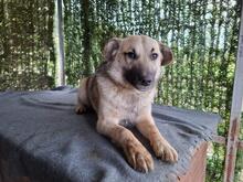 LORY, Hund, Mischlingshund in Rumänien - Bild 6