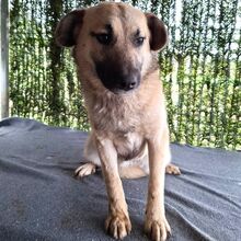 LORY, Hund, Mischlingshund in Rumänien - Bild 7
