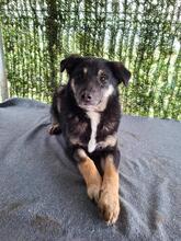 DODO, Hund, Mischlingshund in Rumänien - Bild 2