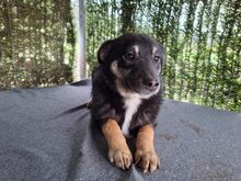 DODO, Hund, Mischlingshund in Rumänien - Bild 3