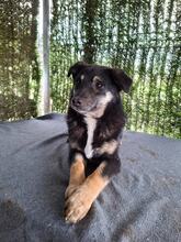 DODO, Hund, Mischlingshund in Rumänien - Bild 4