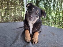 DODO, Hund, Mischlingshund in Rumänien - Bild 5