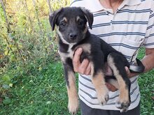 DODO, Hund, Mischlingshund in Rumänien - Bild 7