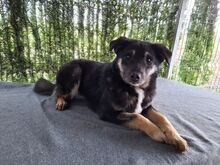 DODO, Hund, Mischlingshund in Rumänien - Bild 8