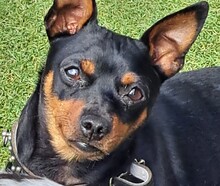ROBER, Hund, Mischlingshund in Velbert