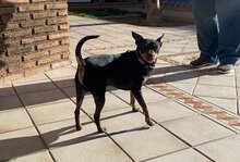 ROBER, Hund, Mischlingshund in Velbert - Bild 10