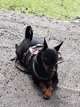 ROBER, Hund, Mischlingshund in Velbert - Bild 2