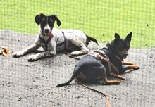 ROBER, Hund, Mischlingshund in Velbert - Bild 3