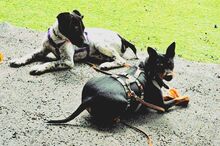 ROBER, Hund, Mischlingshund in Velbert - Bild 4