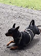 ROBER, Hund, Mischlingshund in Velbert - Bild 5