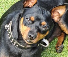 ROBER, Hund, Mischlingshund in Velbert - Bild 6