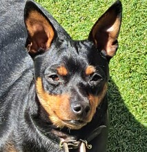 ROBER, Hund, Mischlingshund in Velbert - Bild 7