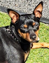 ROBER, Hund, Mischlingshund in Velbert - Bild 8