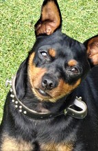 ROBER, Hund, Mischlingshund in Velbert - Bild 9