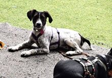SOLES, Hund, Mischlingshund in Velbert - Bild 2