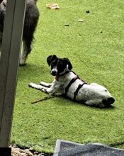 SOLES, Hund, Mischlingshund in Velbert - Bild 3