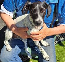 SOLES, Hund, Mischlingshund in Velbert - Bild 4