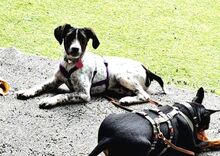 SOLES, Hund, Mischlingshund in Velbert - Bild 6