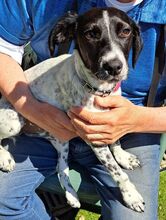 SOLES, Hund, Mischlingshund in Velbert - Bild 7