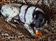 SOLES, Hund, Mischlingshund in Velbert - Bild 8