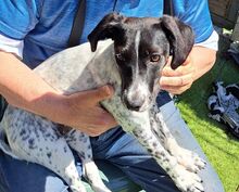 SOLES, Hund, Mischlingshund in Velbert - Bild 9
