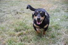 SYLVIA, Hund, Mischlingshund in Ungarn - Bild 4