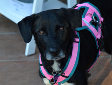 DHALIA, Hund, Mischlingshund in Lohmar - Bild 1