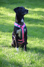 DHALIA, Hund, Mischlingshund in Lohmar - Bild 2